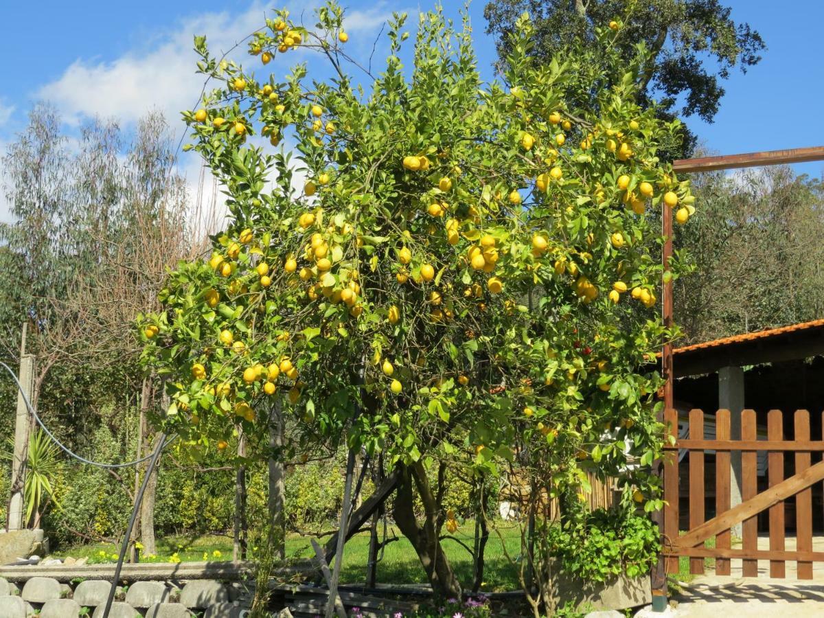 Quinta Da Gaiya Villa Talhadas Buitenkant foto